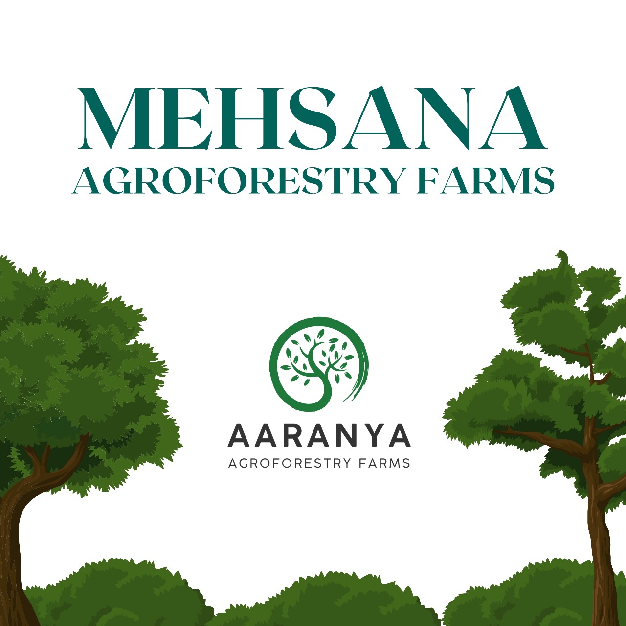 MAHESANA Agroforestry